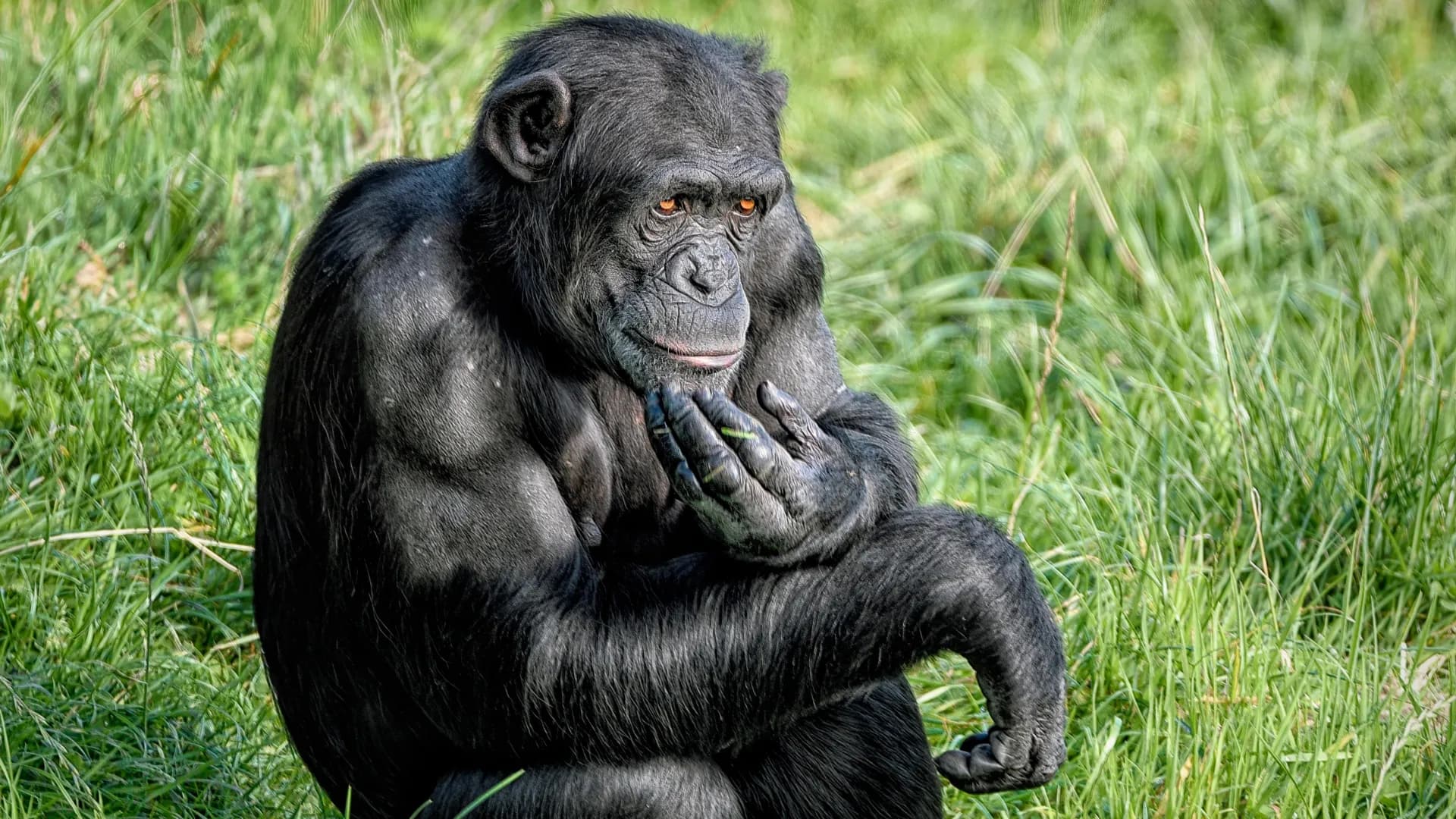 Chimps shock scientists by changing their minds with new evidence